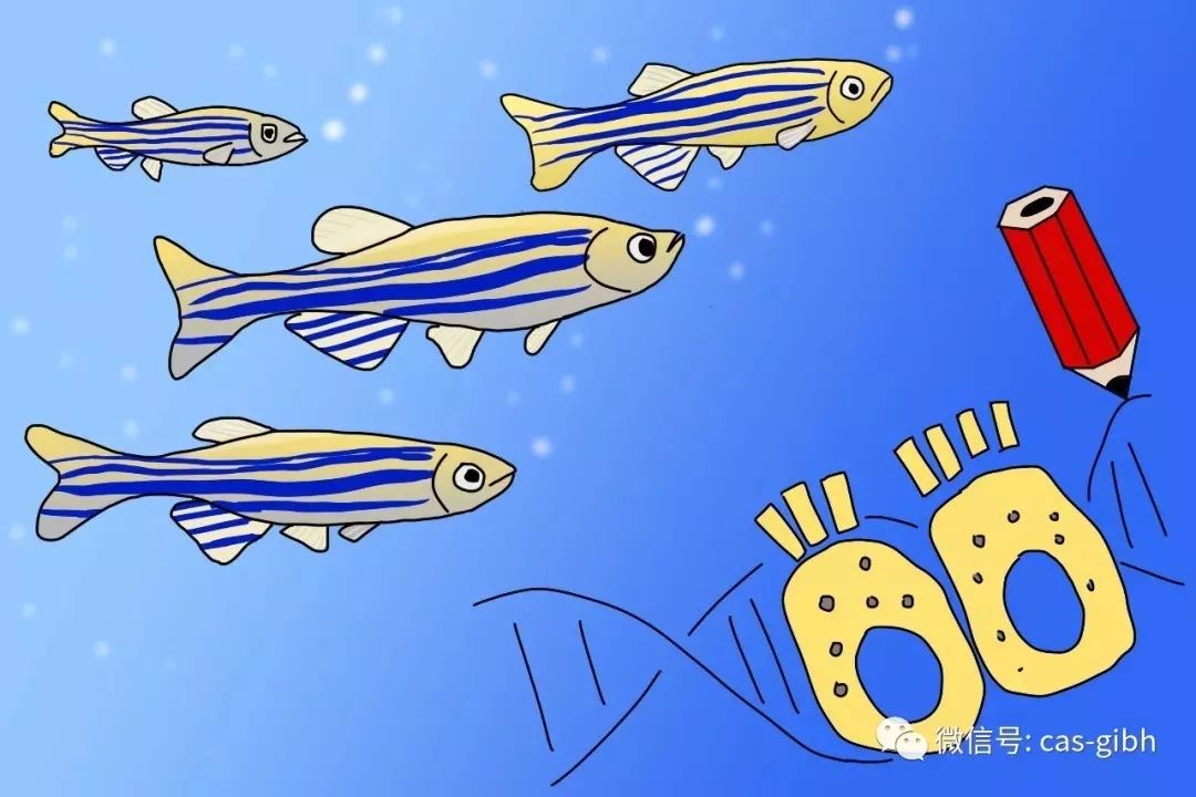 pick斑马鱼！科学家在它身上构建出一种肠道炎症模型