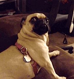 第一次听说的品牌,如何区分vans的真假