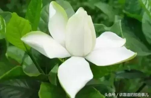 美极了樱花盛开图片,中国各市的市花大全