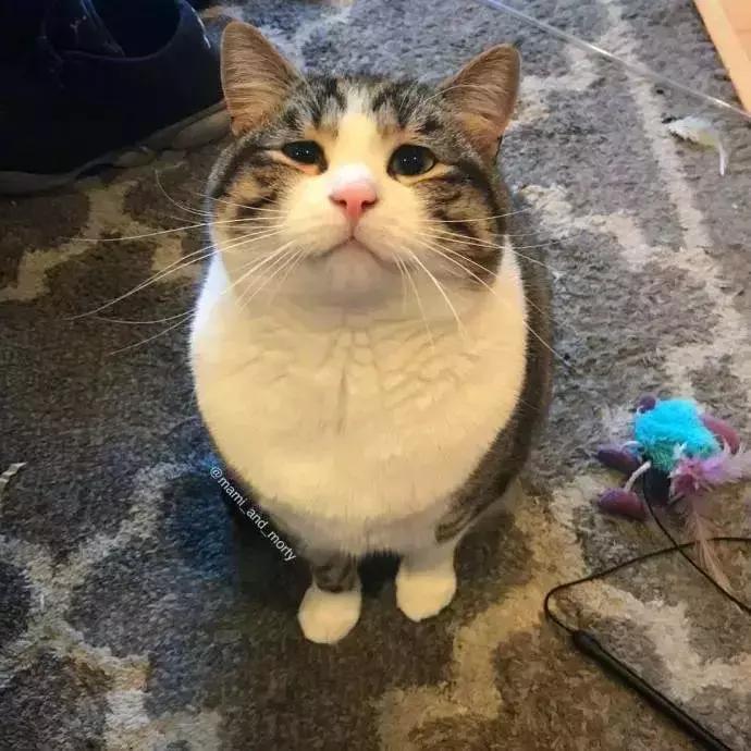 八字眉三角眼短命相,天生眉眼下垂