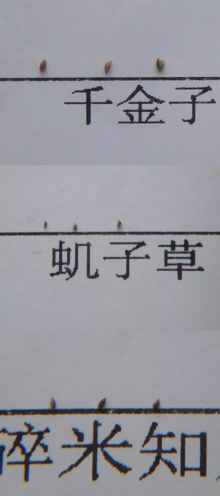 怎样辨别小麦田禾本科杂草,水稻杂草幼苗怎么鉴别