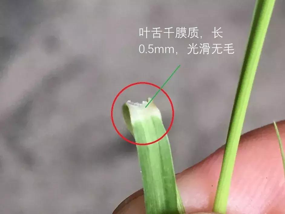 怎样辨别小麦田禾本科杂草,水稻杂草幼苗怎么鉴别