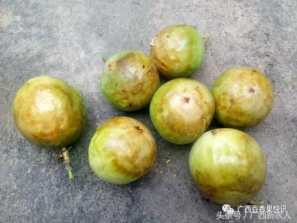 台风对百香果的影响,福建台风百香果