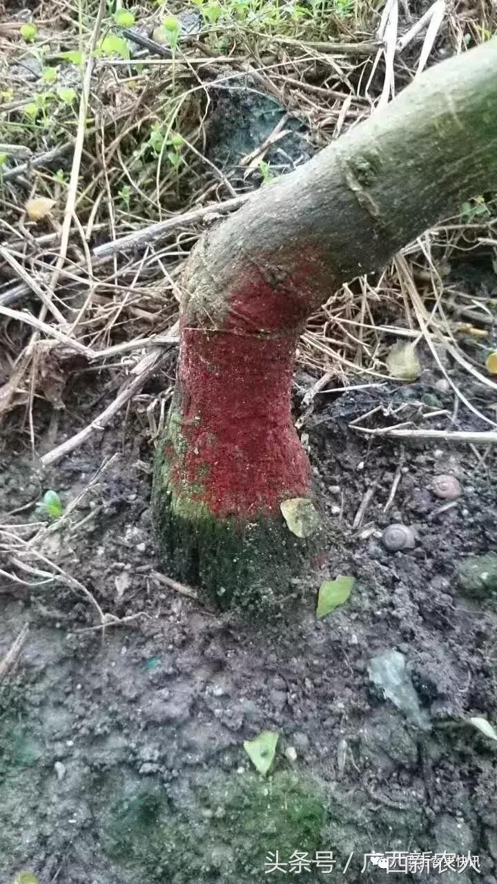 台风对百香果的影响,福建台风百香果