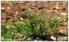 楼顶花园草坪种植方法全过程,花园草坪怎么种植