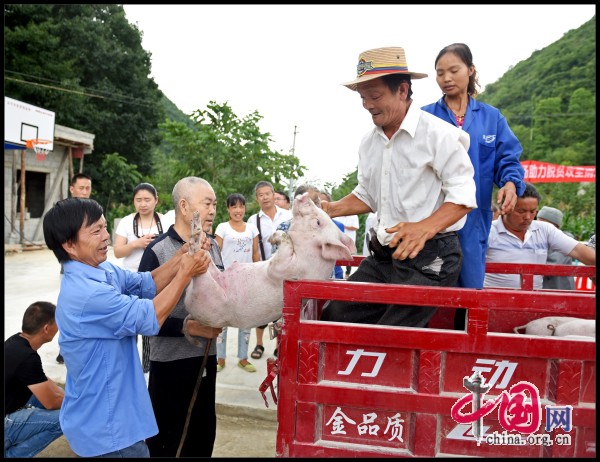 陈学忠:把扶贫仔猪送给农户