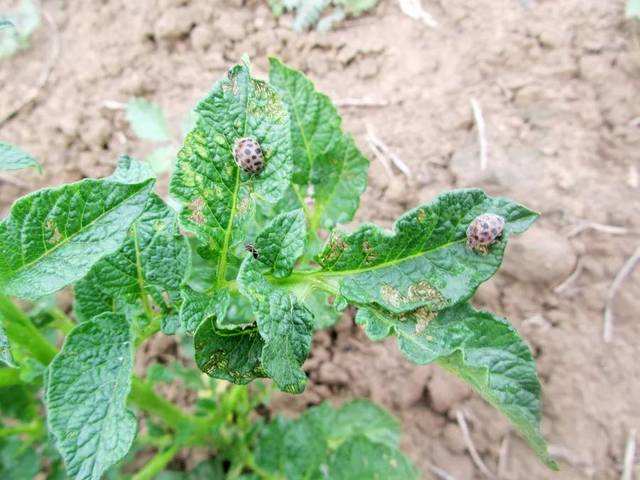 马铃薯害虫瓢虫,瓢虫里的害虫吃什么食物