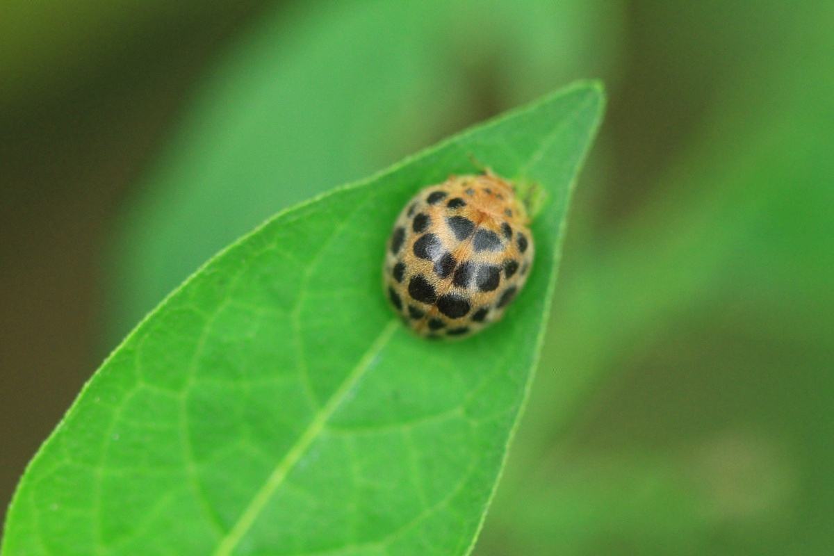 有几种吃蔬菜的瓢虫,所有瓢虫都吃什么蔬菜