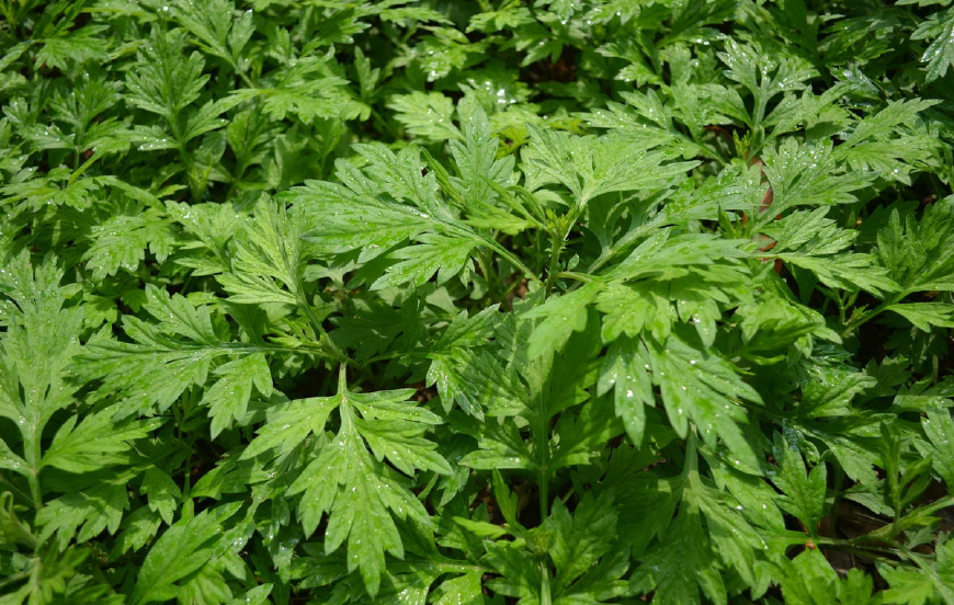 艾蒿放枕头里有什么作用,艾蒿叶装枕头有什么功效