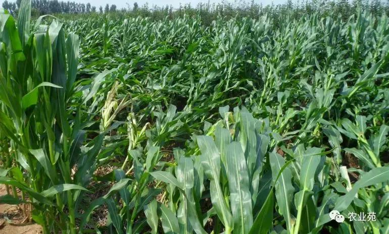 防玉米倒伏最好方法,狂风暴雨过后玉米倒伏咋办