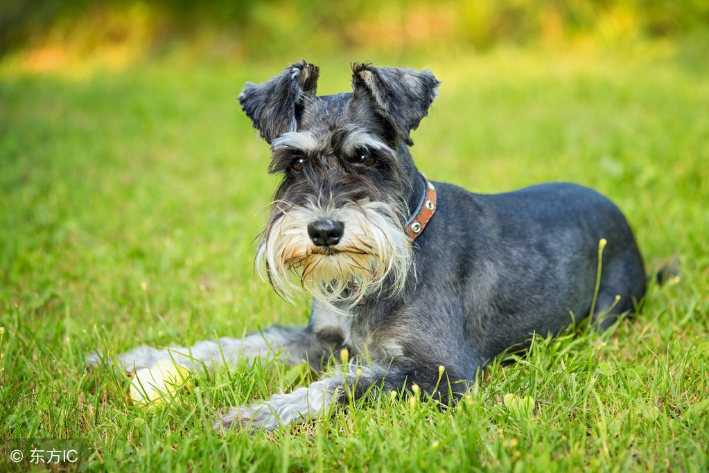 十种记仇的狗法国斗牛犬,可爱无比的狗斗牛犬