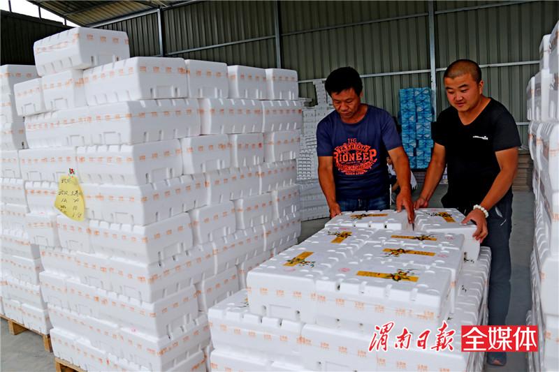 日销冬枣240吨！冬枣之乡大荔安仁电商生意火