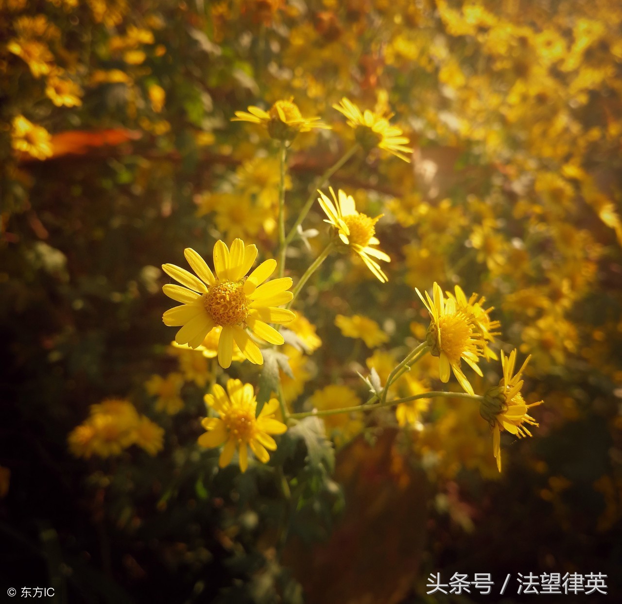 豪情吟重阳，战地黄花香毛主席的一首《采桑子》令人荡气回肠