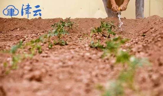 *藏西**昌都建起“天津新村”,吃上“天津菜”!