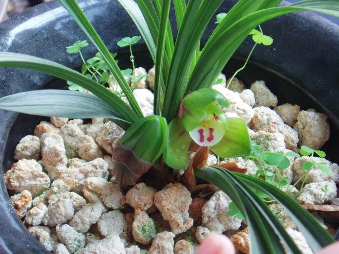 春兰大富贵价格,春兰大富贵艺