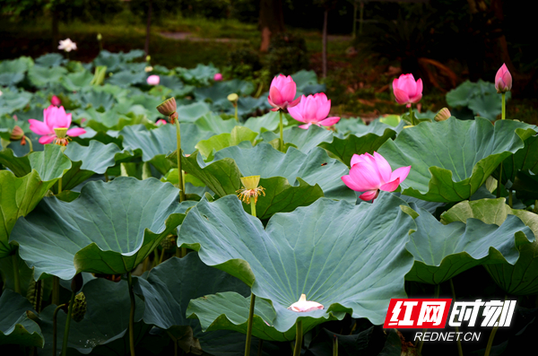 湖南赏荷,夏日赏荷好推荐打卡地
