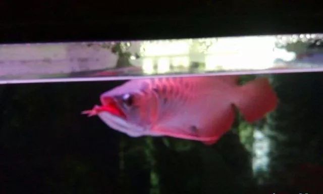 龙鱼快死的视频,龙鱼吞食异物正确的处理方法