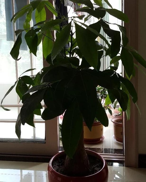 发财树长叶不长高,发财树长得快不快