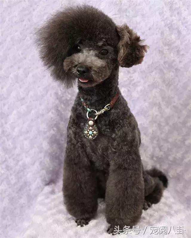 你这个*子骗**狗，明明长得这么好看……