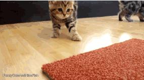 新手养猫攻略3年养猫经验分享,新手养猫攻略养猫课代表