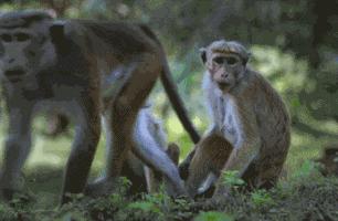 运动员为什么喜欢互相摸屁屁？