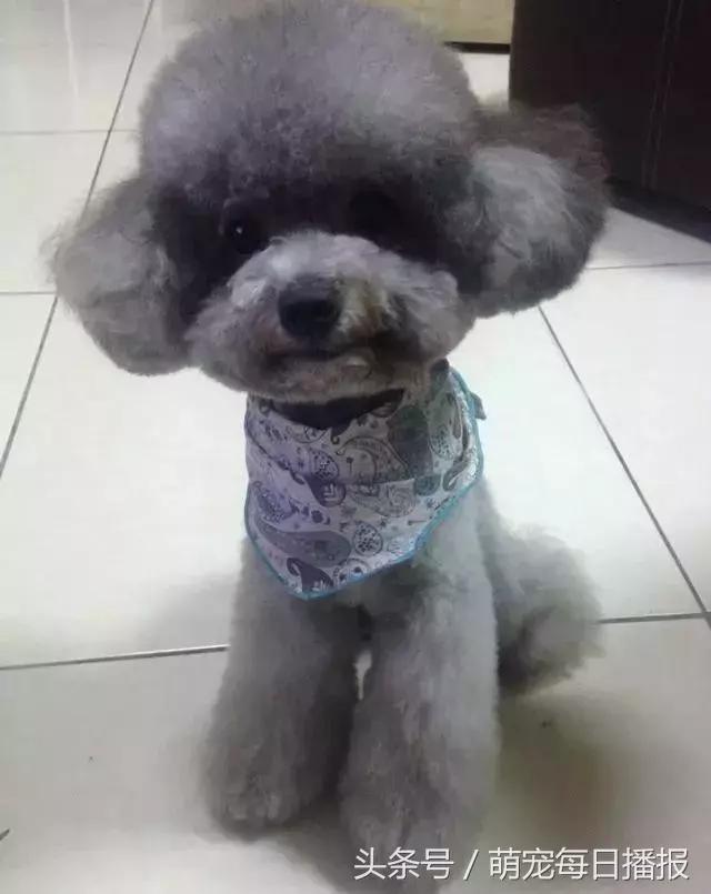 捡了一只黑色泰迪找不到主人,捡回家一只泰迪