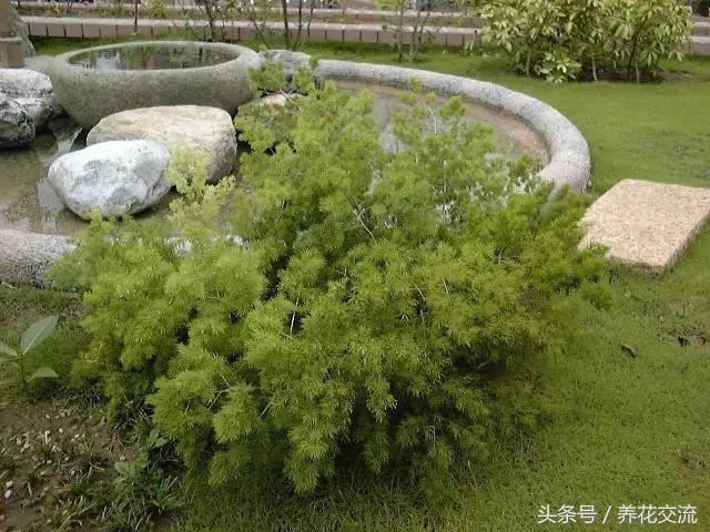 天门冬的叶子像文竹吗,天门冬文竹