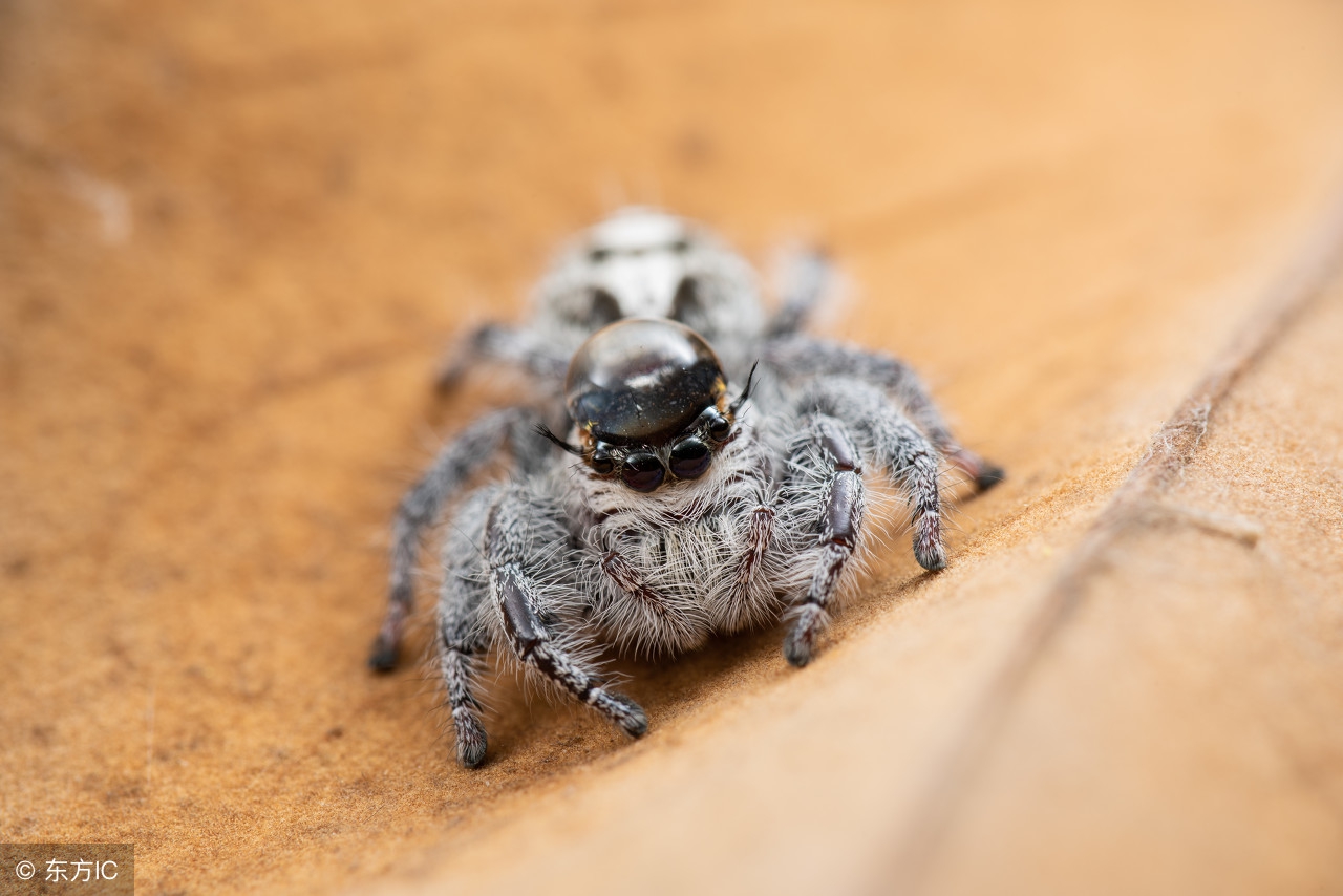 仿写昆虫备忘录写一种昆虫300字,昆虫备忘录没见过的昆虫
