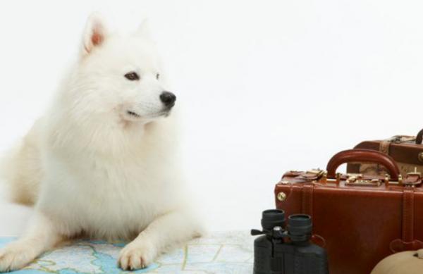 萨摩耶幼犬背毛变黄,萨摩耶的毛变黄了怎么办