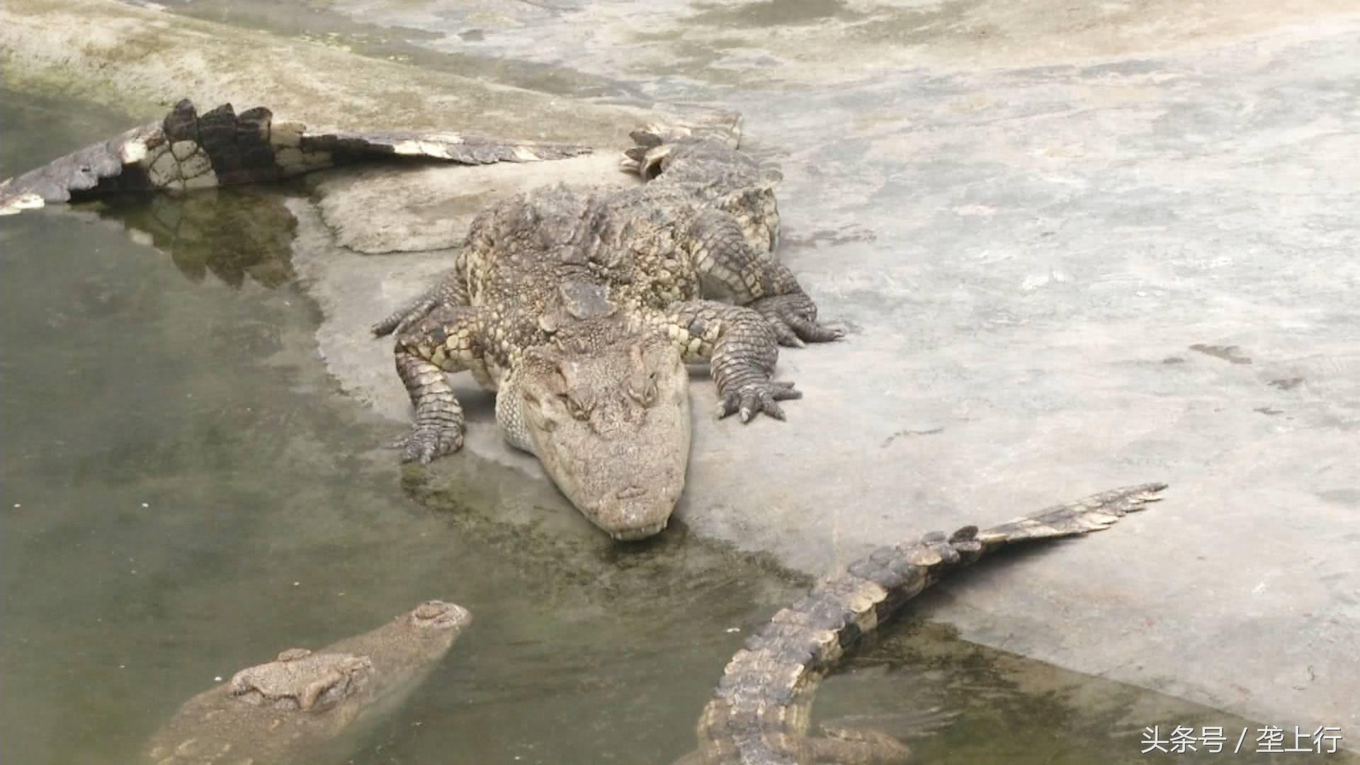 与鳄共舞纪录片,与鳄共舞的视频