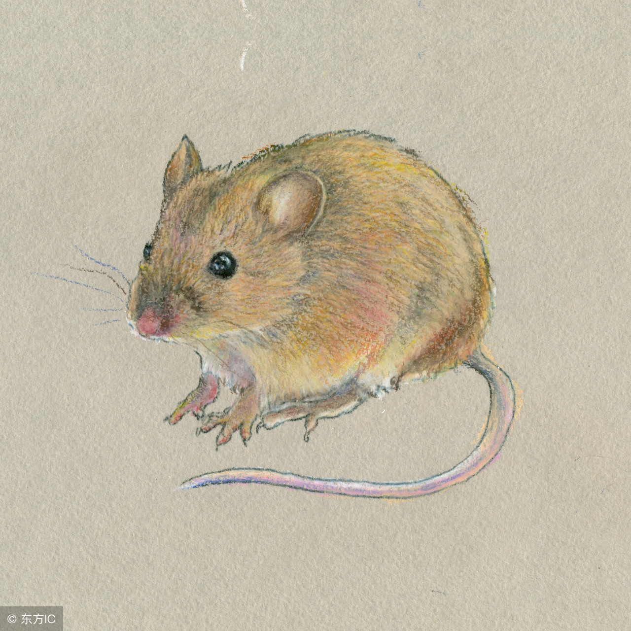 生肖鼠一整年的运势,生肖鼠的人今年运气怎么样啊