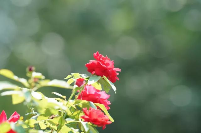 绱㈠凹selp1650闀滃ご璇勬祴,闀跨劍澶х偖鎺ㄨ崘渚垮疁