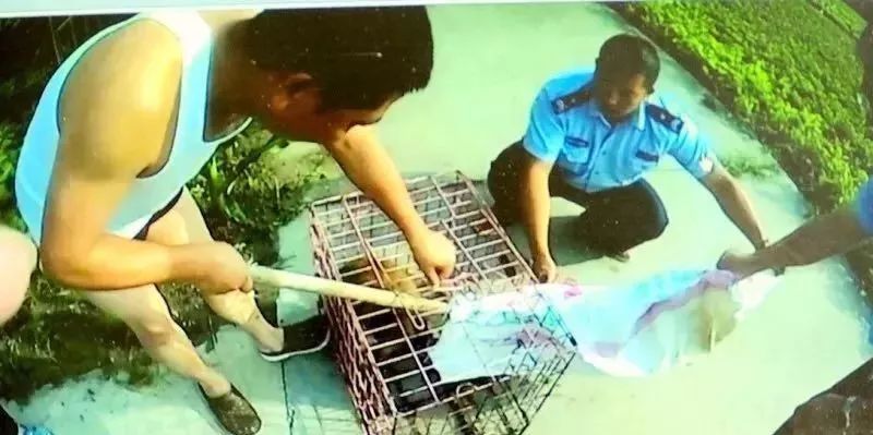 泰兴根思突然冒出一个奇怪动物，上窜下跳的，竟然闹腾了整个村！