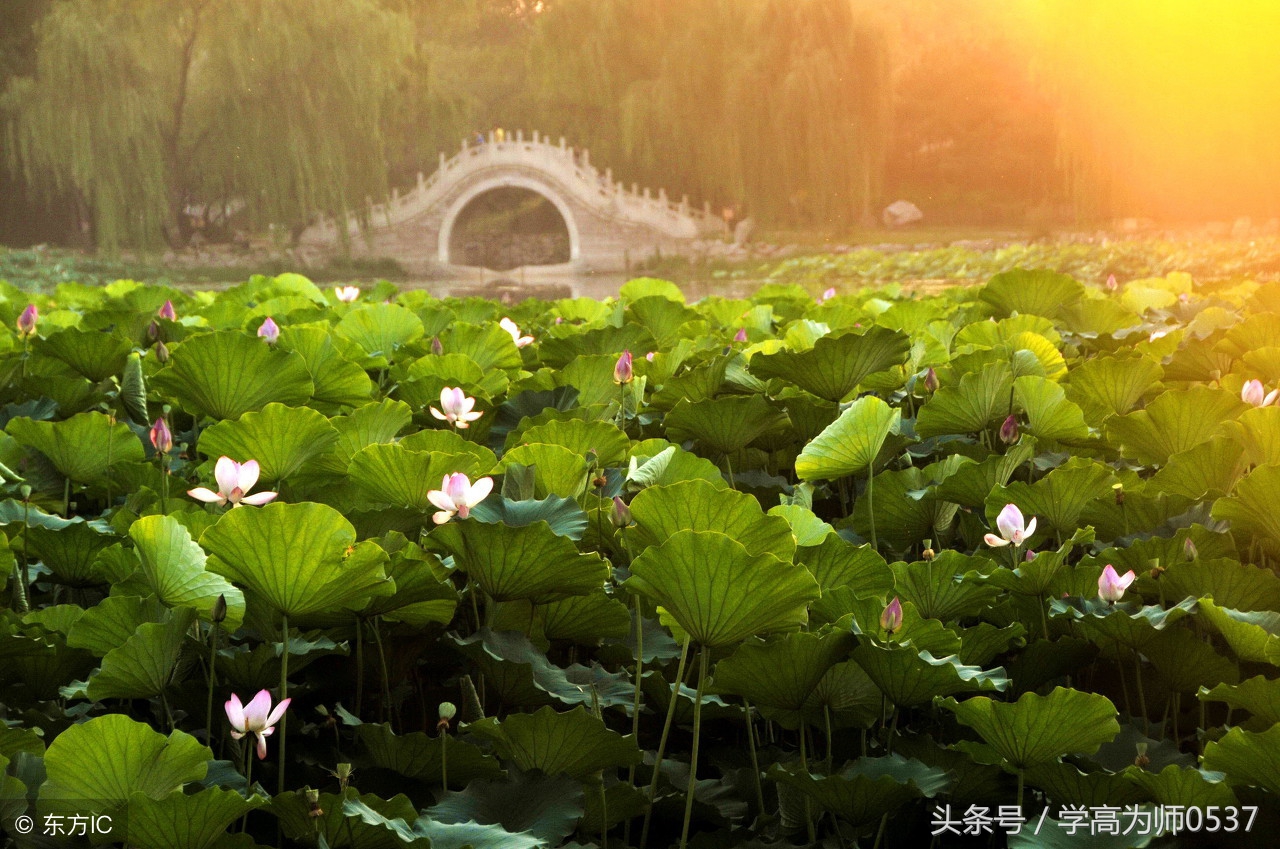 咏荷诗词精选,古今咏荷的诗或词