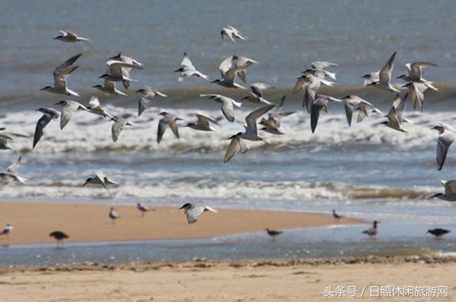 日照的风景真美,日照的景色真美