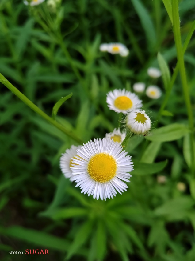 科大讯飞翻译机与手机对比,讯飞双屏翻译机和4.0翻译机对比