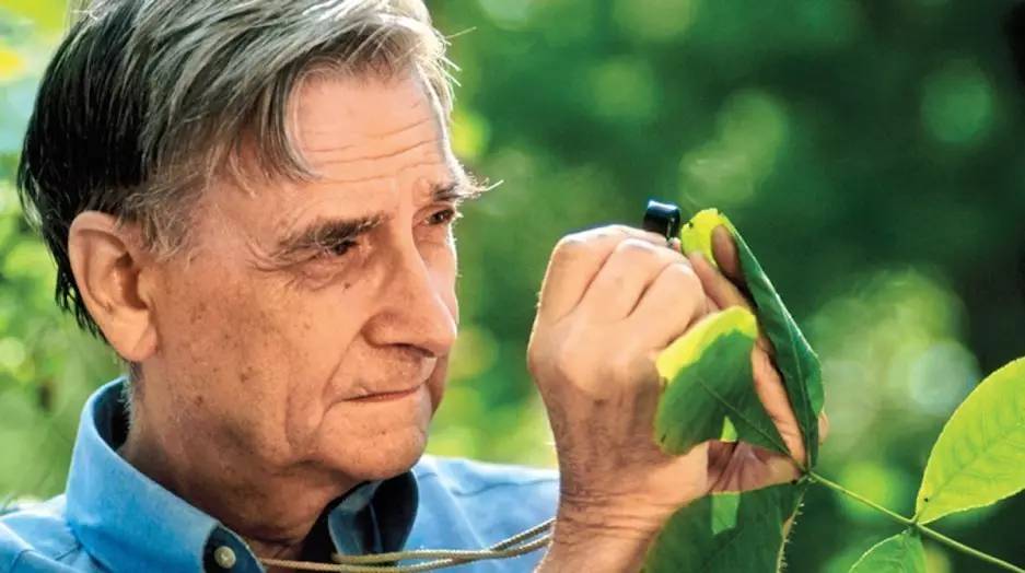 蚂蚁才是地球上进化最完美的生物,蚂蚁是人类进化的最高阶梯吗