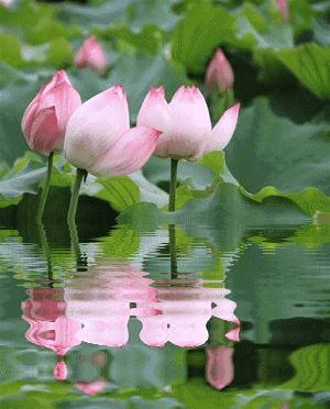 鸣翠湖荷花之美,今夏赏荷必去景点