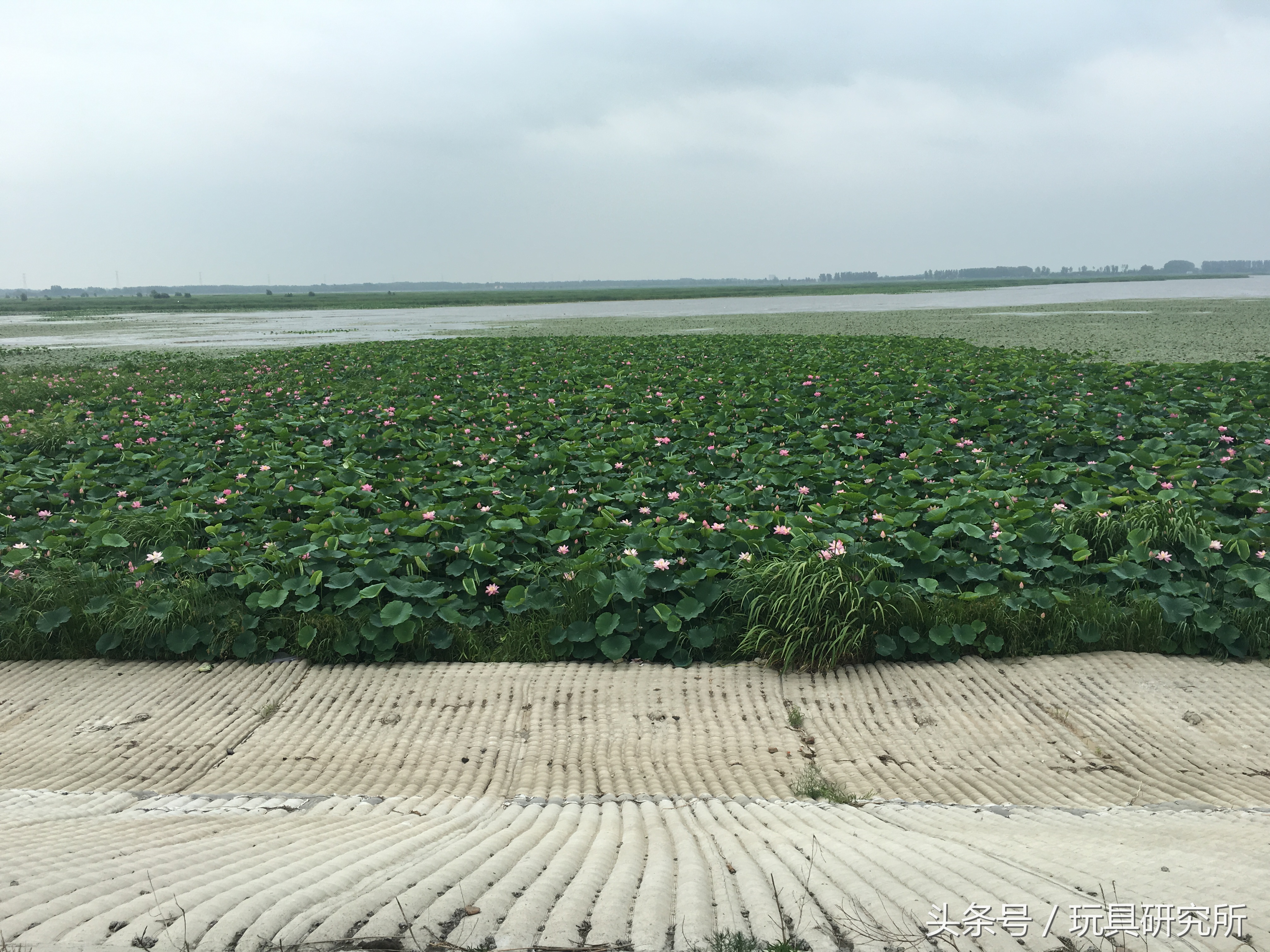 辽中珍珠湖看荷花带着孩子去哪儿玩珍珠湖环湖游沈阳周边游