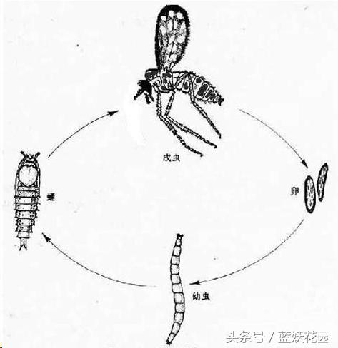 养花小黑飞怎么消灭最彻底,阳台种花怎么防止小黑飞