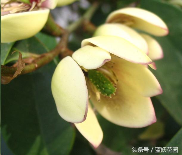 养花小黑飞怎么消灭最彻底,阳台种花怎么防止小黑飞