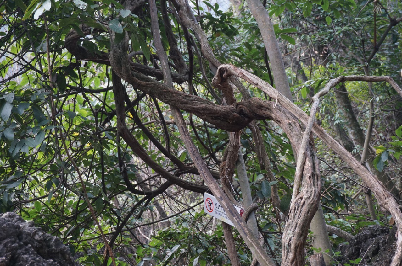 多彩贵州行——黄果树风景区之灵魂玲珑秀美“天星桥”