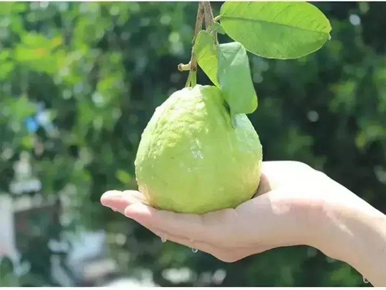 广州南沙冬天有番石榴摘吗,元旦广州摘番石榴