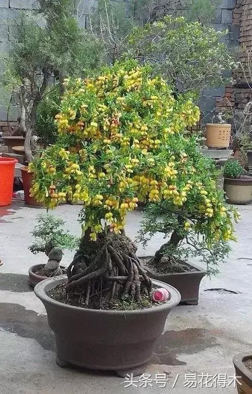 金雀南雀和北雀区别,金雀品种是南雀好还是北雀好