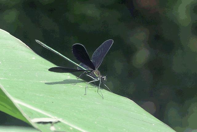 夏天雨后蜻蜓,夏天下雨蜻蜓飞得很低