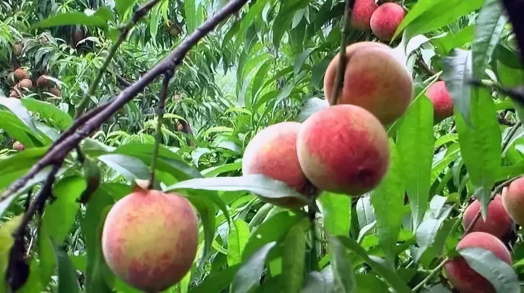 湖北42个村社区入选名单,湖北省重磅村名单