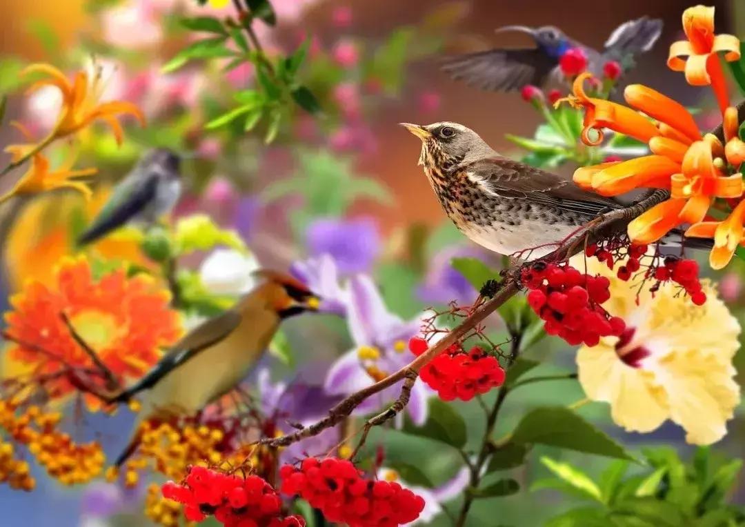 早上好清晨送你一首吉祥的歌,早上好喜鹊报喜的叫声