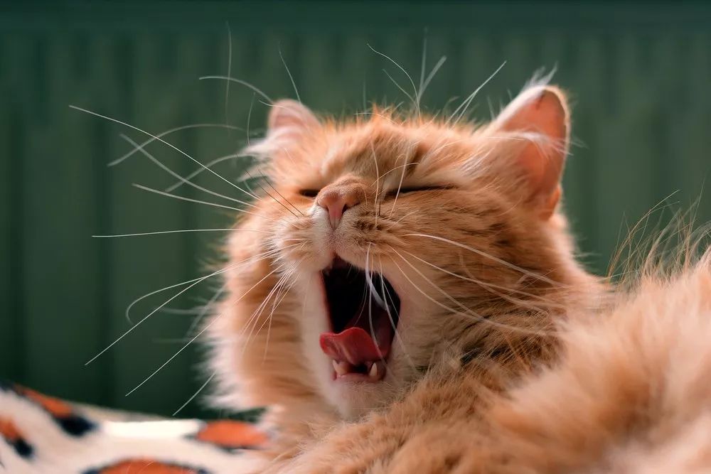 我家猫吃了就吐怎么办,猫吞了毛线怎么办