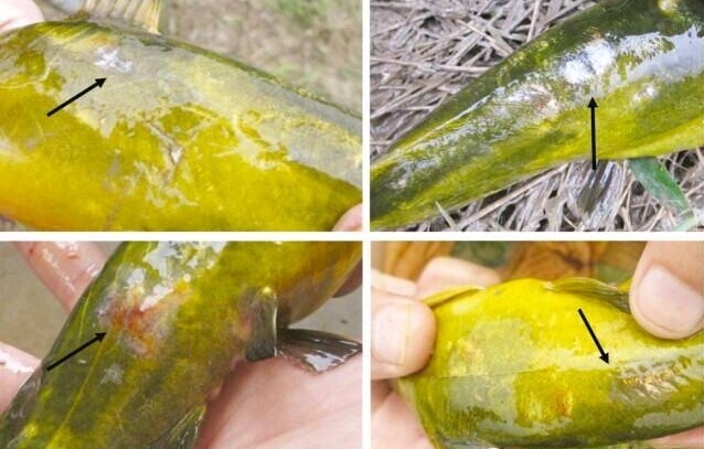 水产养殖鱼体烂身病、打印病病因与症状