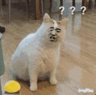 入境香港最新通关政策官方,香港逗留超过7天会罚款多少